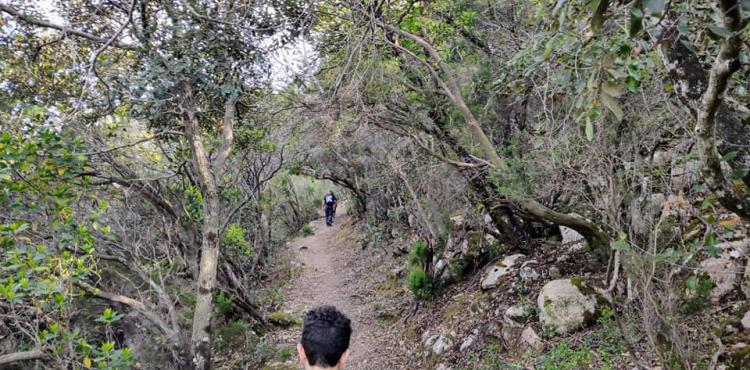 un sentiero forestale un sentiero forestale